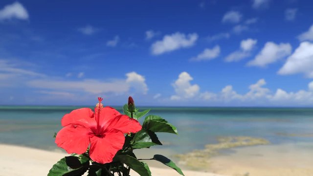 青い海とハイビスカスの花　微速度撮影