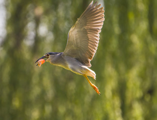 bird