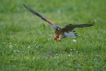 Common Kestrel hunting little mouse, Falco tinnunculus, little birds of prey, green grassland near european forest, Czech Republic.