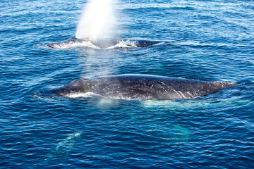 Fototapeta premium Two Humpback Whales surfacing and spraying water through blowhole
