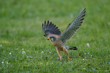 Common Kestrel hunting little mouse, Falco tinnunculus, little birds of prey, green grassland near european forest, Czech Republic.