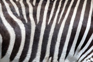 Fototapeta na wymiar Zebra skin background.