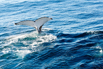 Humpback Whale diving - showing white underside of tail