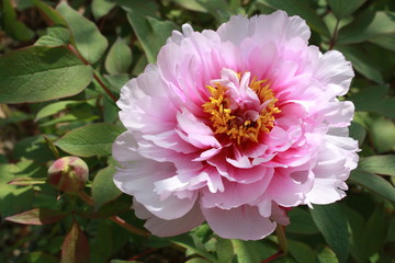 Pivoine arbustive