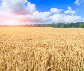 Ripe wheat field and blue sky with clouds