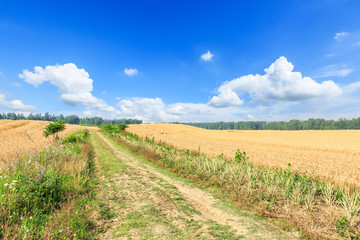 A country road in the wheat field