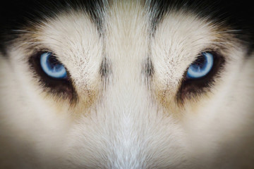 Close up on blue eyes of a husky dog with vignette
