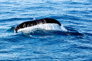 Fototapeta premium Humpback Whale diving - showing water streaming over tail