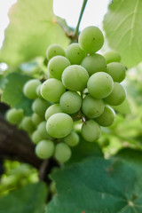 Bunch of grapes in the vineyard