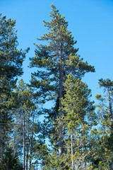 Pine forest