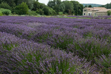 Fototapeta na wymiar Lavender field in Provence with the break house in a background.