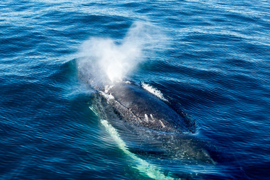 Humpback Whale surfacing and spraying water through blowhole