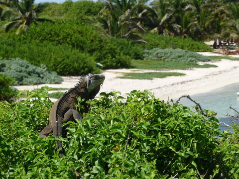 Iguane gris - Petite Terre - Guadeloupe