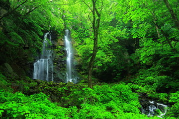 夏の友情の滝