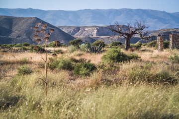 Desert of Tabernas