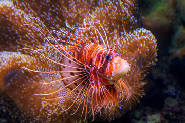 Pterois, venomous marine fish, commonly known as lionfish.