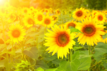 Obraz premium Sunflowers on blurred sunny background