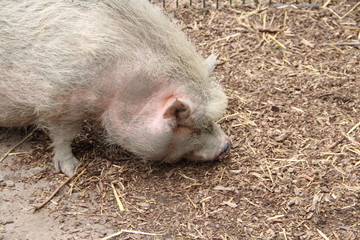 Schwein