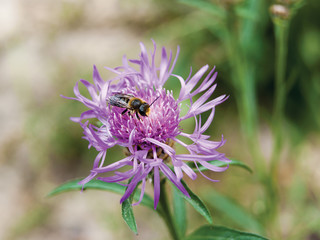 Пчела на цветке,макро