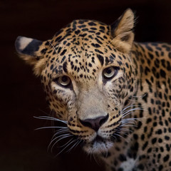 Fototapeta na wymiar Front view of jaguar.