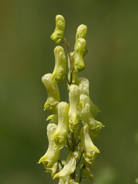 Wilder Wolfs-Eisenhut (Aconitum lycoctonum), Gelber Eisenhut