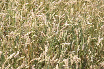 Wheat field in summer before harvesting