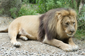 Male African Lion