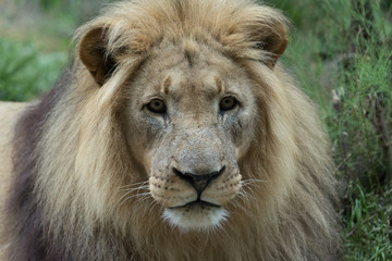 Male African Lion