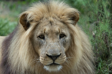 Male African Lion