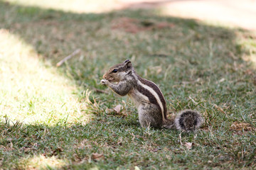 Indian Eating Squirrel 