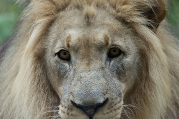 Male African Lion