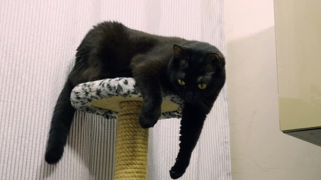 Domestic animals. Black cat lying on top of scratching posts. 4K