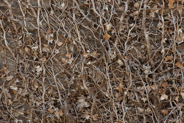 Stone wall covered with dry ivy.