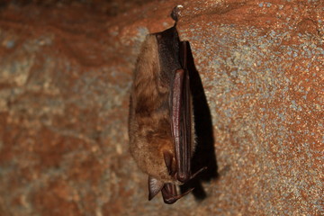 Sleeping bat