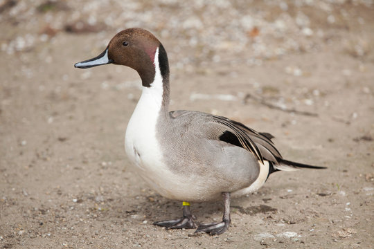 Northern pintail (Anas acuta).