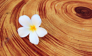 White Frangipani (Plumeria spp.) On The Wood Table