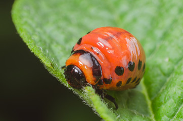 Red larva of the Colorado potato beetle eats potato leaves