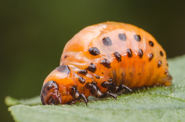 Red larva of the Colorado potato beetle eats potato leaves