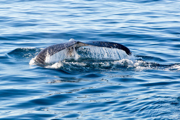 Naklejka premium Humpback Whale diving - showing water streaming over tail