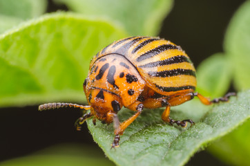 Colorado potato beetle eats potato leaves, close-up