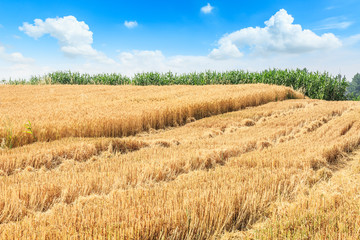 Ripe wheat field and blue sky with clouds