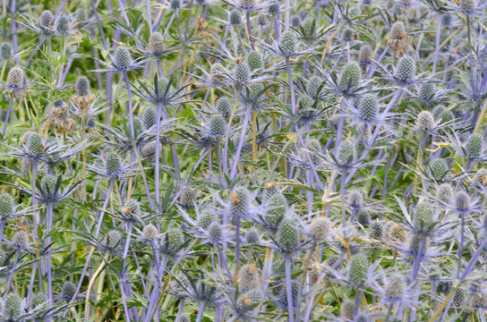 Large group of sea holly