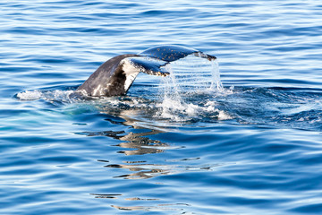 Obraz premium Humpback Whale diving - showing tail