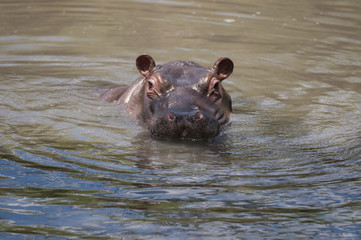 Hippopotamus facing camera, showing big eyes and nostrils with water ripples, Masai, Mara, Kenya, Africa