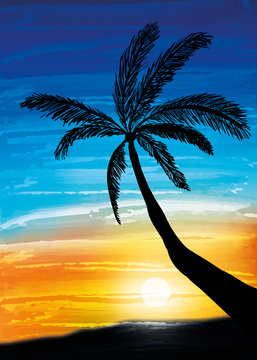 Palm on the sunset