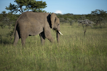 Elephant, loxodonta africana, grazing on lush green grass, with small ivory tusks. Masi Mara, Kenya, Africa