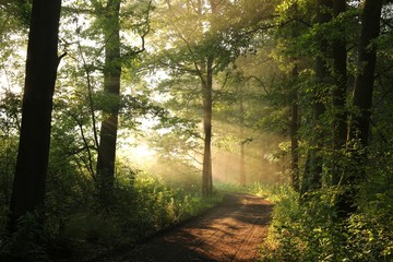 Rural road through a misty deciduous forest at sunrise