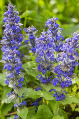 Blühender Salbei (Salvia) 