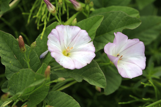 Bl&uuml;ten der Acker-Winde  (Convolvulus arvensis)