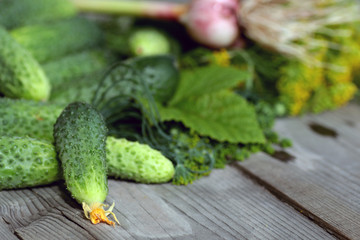 fresh crop of cucumbers
